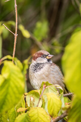 Sparrow sitting on a green branch in autumn. Sparrow with playful poise on branch in autumn or summer