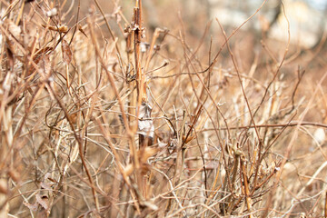 Close up Dried Grass for background