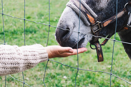 A woman's hand feeds a donkey through a fence in the open air. Feeding a funny donkey in a stall in a children's contact zoo or on a farm. a tourist on a farm feeds a donkey through an iron mesh