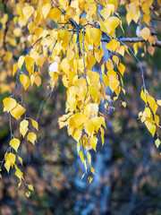 The yellow leaves of yellow birch in autumn in the backlight.