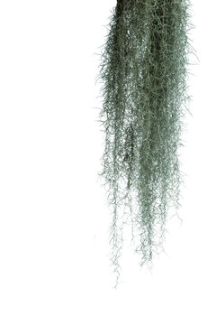 Spanish moss isolated on white background. Clipping path.