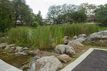 Retention pond with water plants in city park in Kuching, Malaysia, ecology, gardening, recycling