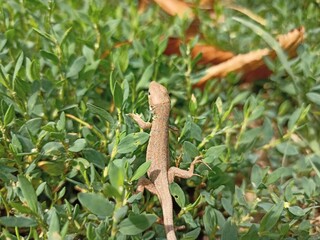 Lizard in the grass