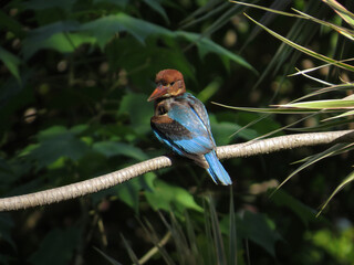the Brightly colored kingfisher perched on a tree