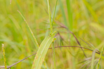 small green praying mantis on grass, Bali, Indonesia, Travel, tropical