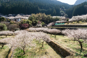 梅の花の咲く山里　愛知県新城市川売