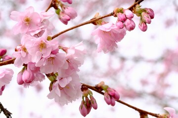 Pink cherry blossoms on a branch