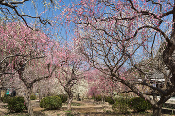 満開のしだれ梅　木下しだれ梅園