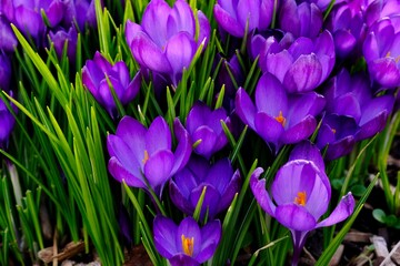 Purple crocus flowers blooming in spring