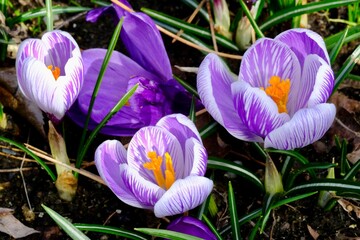 Striped crocus flowers blossoming in spring
