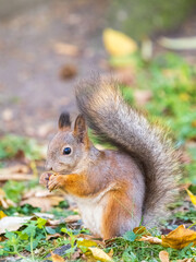 Naklejka na ściany i meble Autumn squirrel with nut sits on green grass with fallen yellow leaves