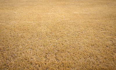 Fototapeta premium Texture of dry yellow short cut grass. Background of a money-orange meadow.