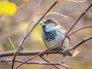 Sparrow sits on a branch without leaves.
