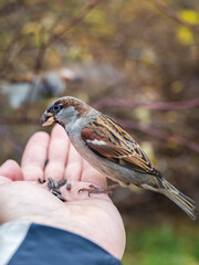 Sparrow eats seeds from a man's hand
