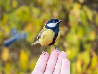 A tit sits on a man's hand and eats seeds.