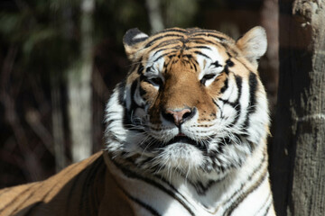 close up Siberian Tiger, Amur Tiger