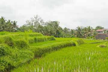 Fototapeta na wymiar Rice terraces, Campuhan ridge walk, Bali, Indonesia, track on the hill with grass, large trees, jungle and rice fields.