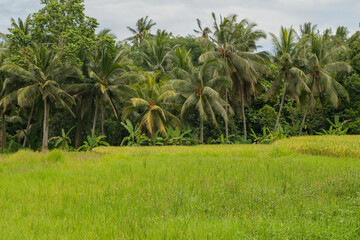 Fototapeta premium Rice fields in countryside, Ubud, Bali, Indonesia, green grass, cloudy sky