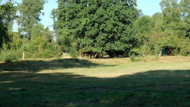 Schnuckenherde Bilder – Durchsuchen 328 Archivfotos, Vektorgrafiken und ...