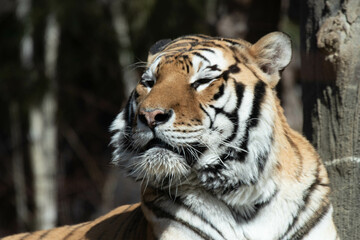 close up Happy Siberian Tiger, Amur Tiger