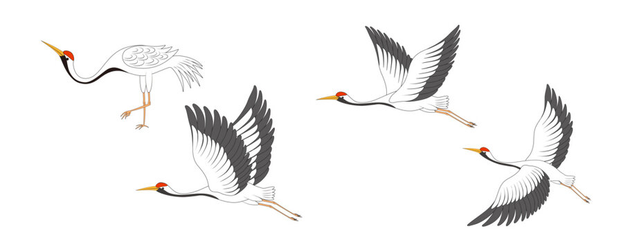 Chinese Style Vector Illustration of Four Cranes