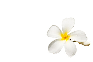 Fototapeta na wymiar frangipani flower or plumeria isolated on white background.