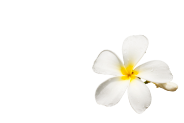 frangipani flower or plumeria isolated on white background.