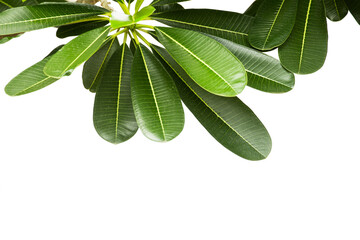 frangipani flower or plumeria isolated on white background. - 580233548
