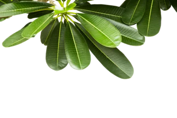 Tuinposter frangipani flower or plumeria isolated on white background. © krsprs