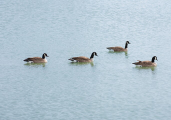 4 Geese in the Pond