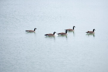 5 Geese in the Pond
