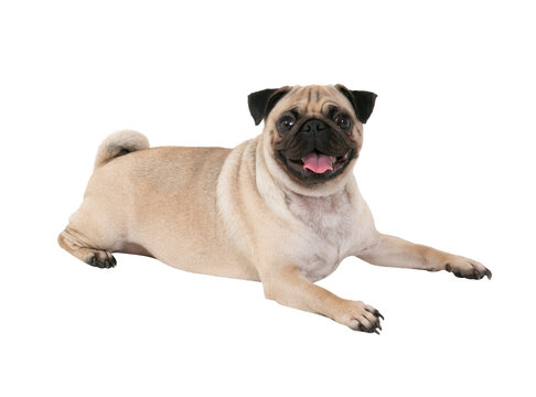 Pug dog  isolated on transparent background