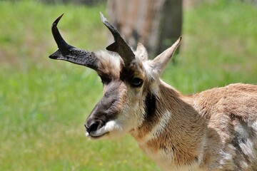 オスのプロングホーンの横顔