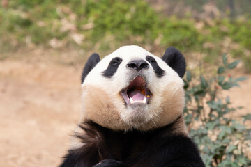 Fototapeta premium Close up Cute Fluffy Panda in South Korea