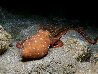 Atlantic white-spotted octopus at night