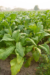 Tobacco big leaf in field in thailand gardening plantation by agriculturist for delivery to the cigarette factory.