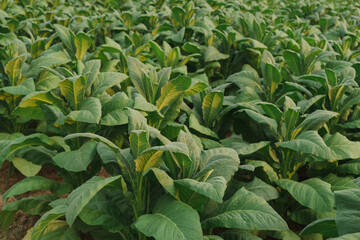 Tobacco big leaf in field in thailand gardening plantation by agriculturist for delivery to the cigarette factory.