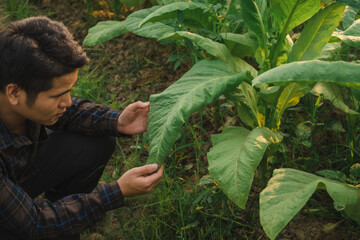 Agronomists check the soil quality and growth of tobacco before harvesting and sending it to the cigarette factory for the best quality.