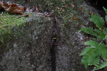 Yamakagashi, Rhabdophis tigrinum