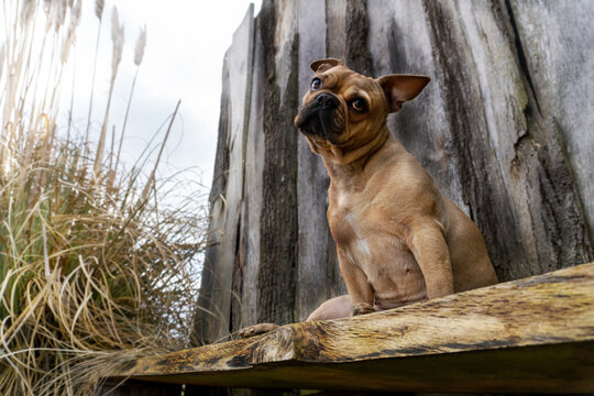 Bulldogge am Meer