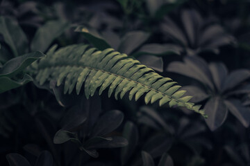 garden fern