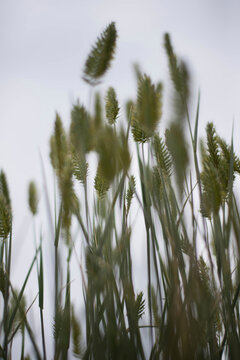 Low angle view of grass growing on field against clear sky