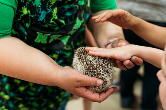Cropped hands of siblings touching hedgehog held by man