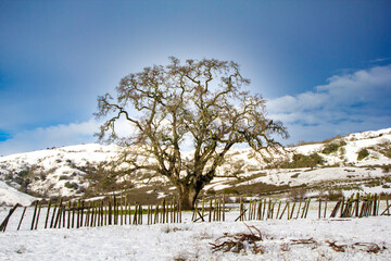 A tree on a snowy hill in the Bay Area foothills