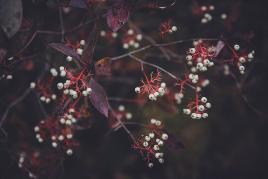 Close-up of cornus racemosa growing on branches