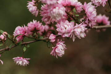 Close-up of pink flowers blooming on plant stem