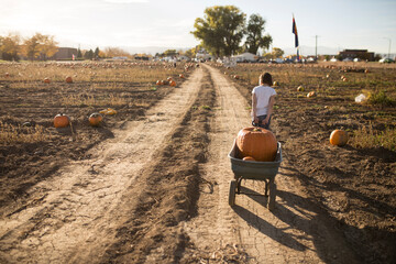 Rear view of girl pulling pumpkins in wheelbarrow at farm