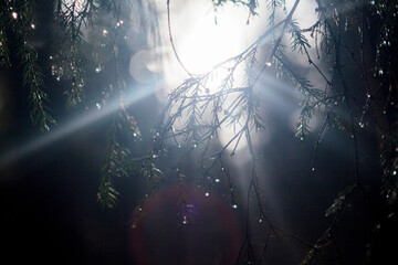 Close-up of branches against sky