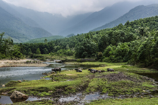 High angle view of buffaloes at lakeshore against mountains