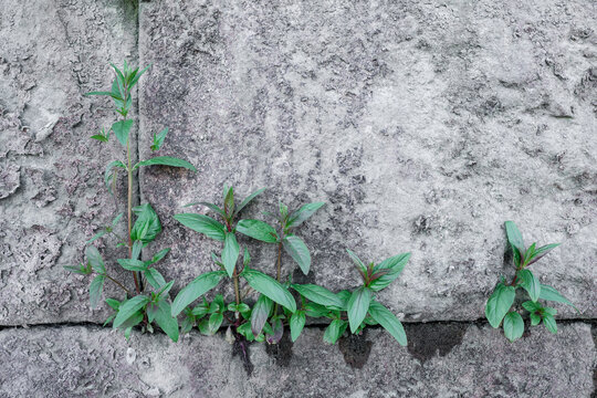 High angle view of plants growing on footpath